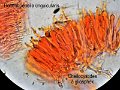 Hohenbuehelia unguicularis-amf1470-cheilocystides